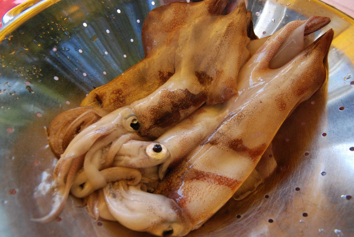 Squid Fishing Tips DSC 0026 e1539962544329