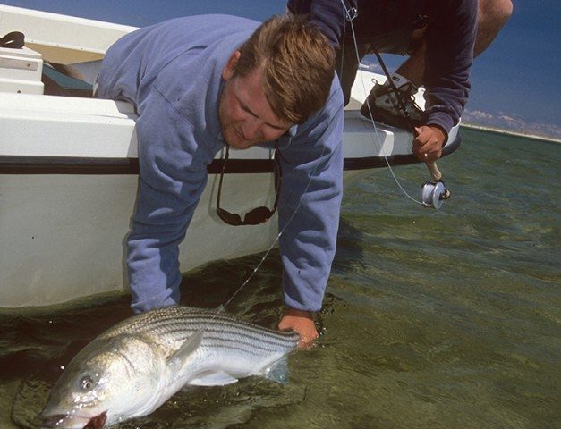 Striped Bass flats crab bass 627x1024