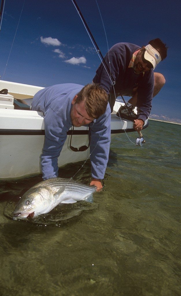 Striped Bass flats crab bass