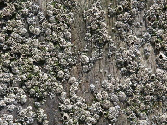 invasive species blog e1539950801626
