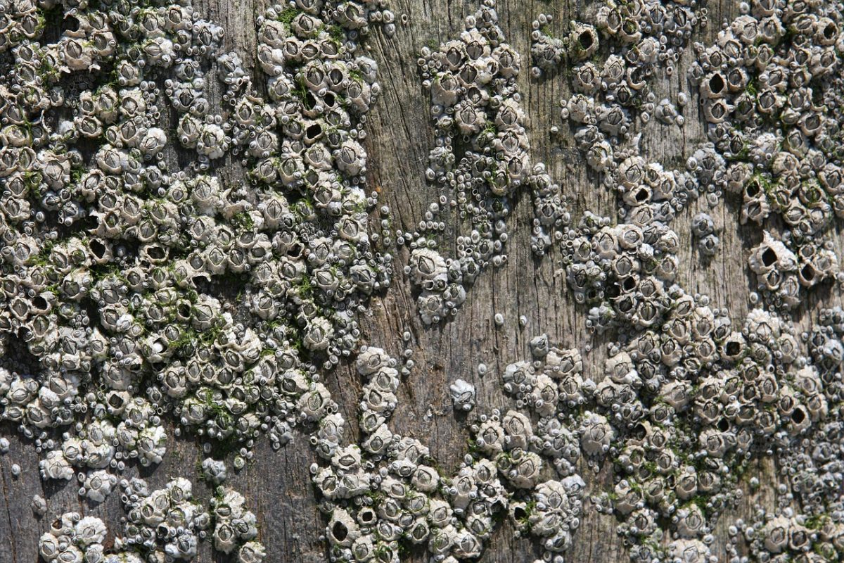 invasive species blog e1539950801626